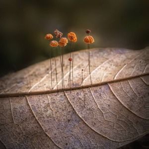 Meet your Posher, Allison